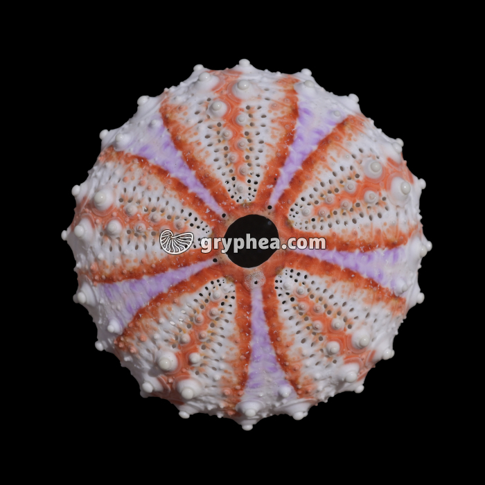 Test d'oursin entier en vue apicale - gryphea.com